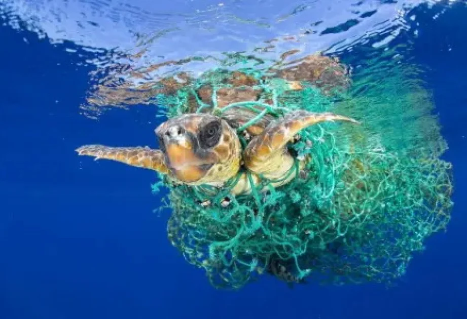 Plastik tullantıların dəniz ekosisteminə təsiri və onun aradan qaldırılması yolları TƏHLİL AZƏRTAC