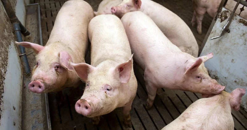 Qəssabdan xeyriyyə aksiyası: Məscidin qarşısında 3 min nəfərə donuz əti payladı