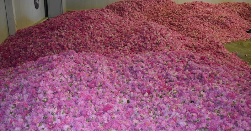 Розовое масло из Загаталы вышло на рынки Европы и арабских стран ФОТО