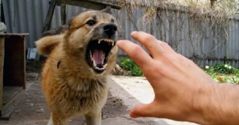 Bakıxanovda it kabusu : Bir ayda 65 nəfər xəsarət alıb