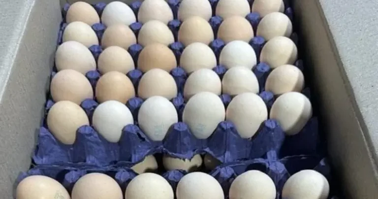 Ограничения на продажу яиц назвали маркетинговой уловкой Minval Politika