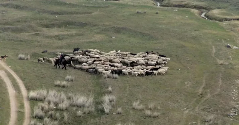 Казахстанcким животноводам могут снизить пенсионный возраст