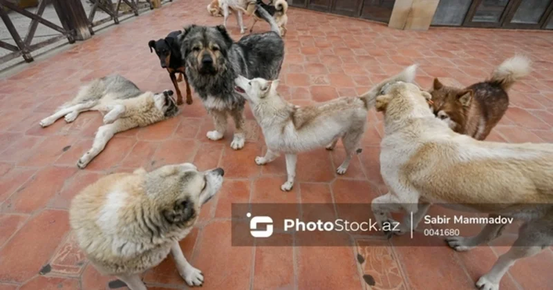 Bakıda sahibsiz itlər kabusu: Təkcə bir qəsəbədə 65 adamı dişləyiblər