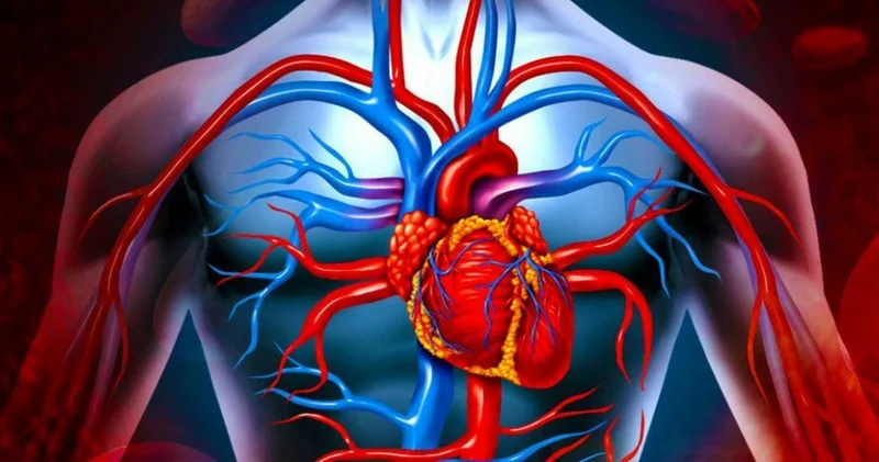 Ürək damar xəstəliklərindən yayınmaq üçün yeddi qızıl qayda