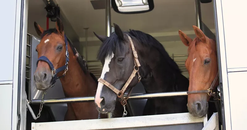 Из Кыргызстана в Саудовскую Аравию экспортированы десятки лошадей: ПОДРОБНОСТИ