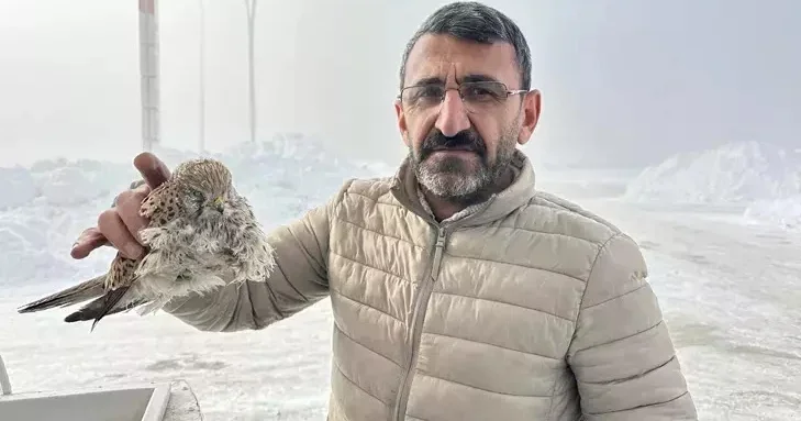 Buz kimi qış: Quşlar yerindəcə dondu