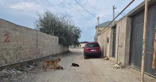 Sahibsiz itlər problemi İnsan təhlükəsizliyi ilə heyvan hüquqları arasında qalan reallıq