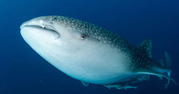 Köpəkbalığının tədqiqi tibbə yeniliklər vəd edir