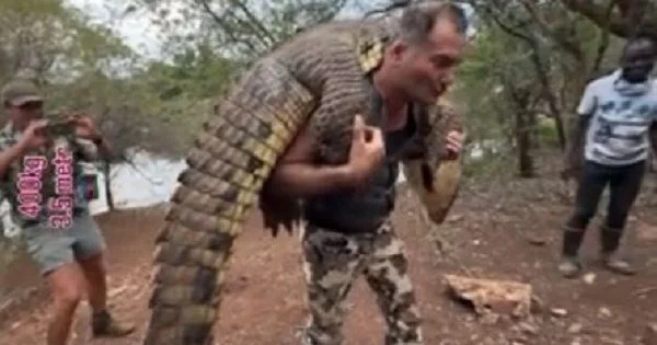 Azərbaycanlı ovçu 400 kq lıq Nil timsahını OVLADI VİDEO