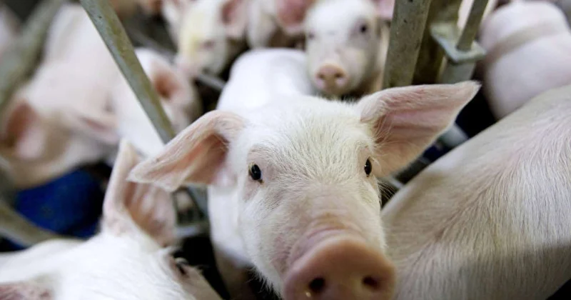 Atasına donuz ətindən ehsan verdi