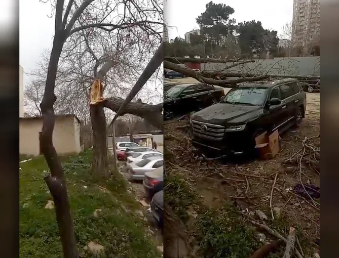 Bakıda güclü külək ağacı lüks avtomobillərin üzərinə aşırdı