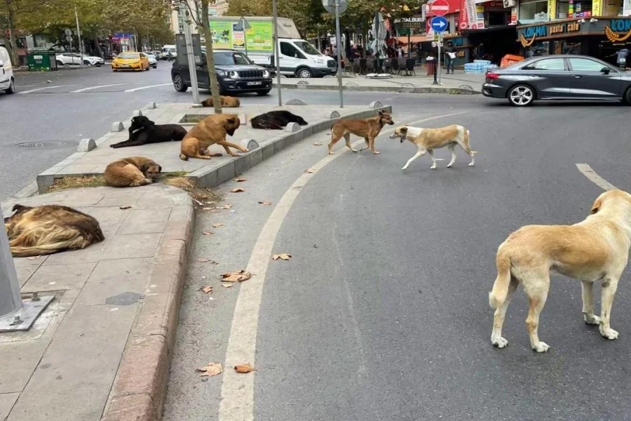 Sahibsiz itlər 16 yaşlı uşağa hücum etdi