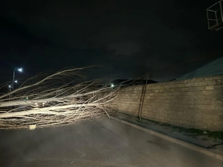 Sumqayıt vağzalının yaxınlığında ağac aşdı, Saray qəsəbəsinə gedən dalan yollardan biri bağlandı FOTO