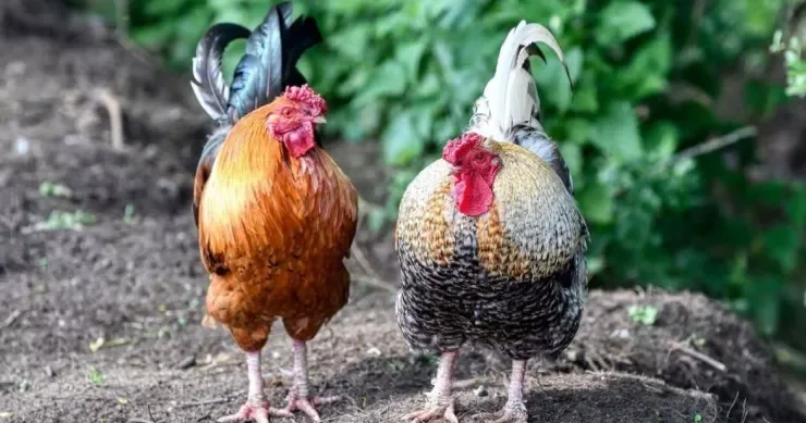 Polkovnik ləqəbli xoruza banlamaq QADAĞASI: 600 nəfər petisiyaya qoşuldu