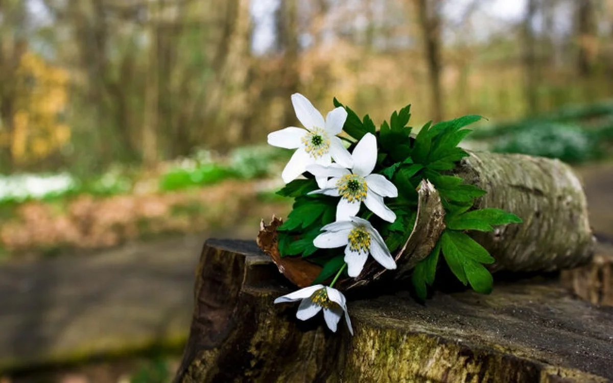 8 Mart günü hava necə olacaq?