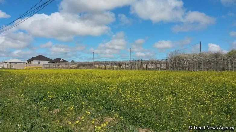 Bakıda torpaq qiymətlərinin bahalaşmasının səbəbləri açıqlandı