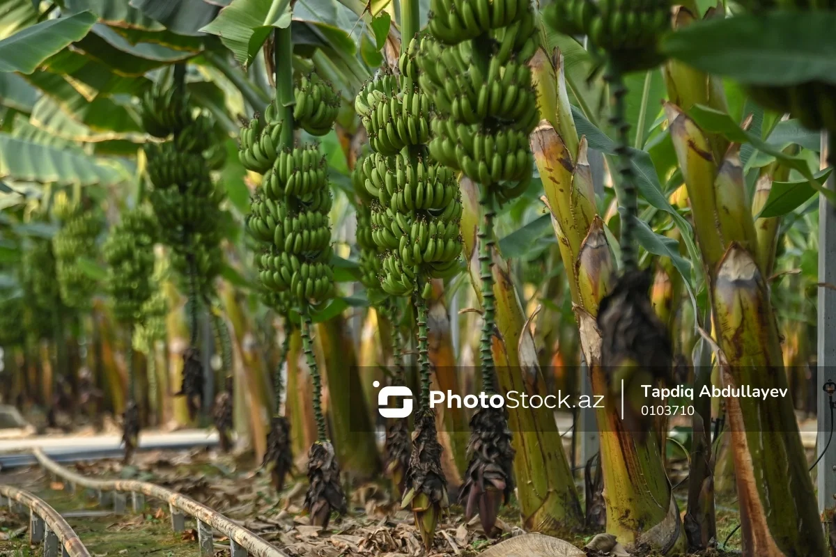 Banan istehsalının gələcəyi təhlükə altındadır