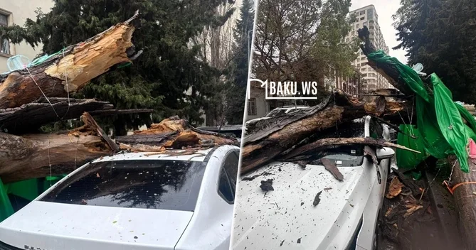 Ağac BYD nin üzərinə aşdı, maşın yararsız hala qaldı