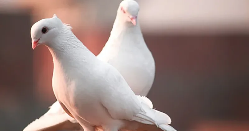 Azərbaycan bu ölkəyə ədədi 24 manatdan göyərçin satıb