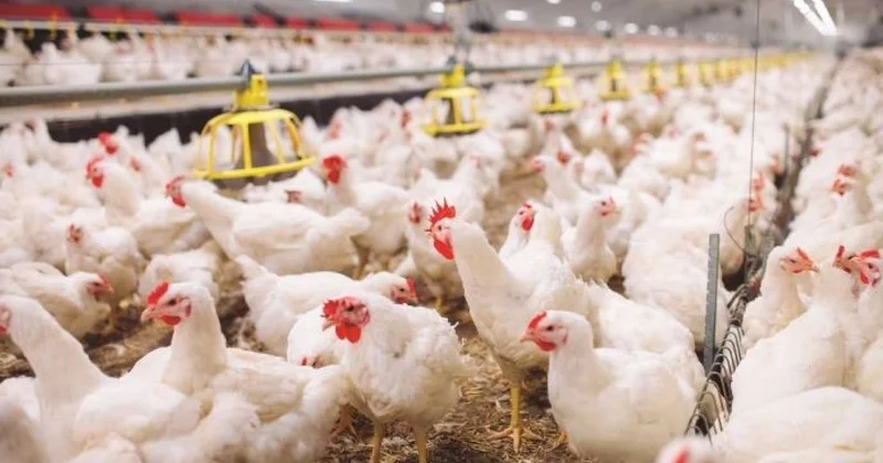 "Hacıqabul Quşçuluğ"un bağlanması xəbəri yalandır? RƏSMİ AÇIQLAMA