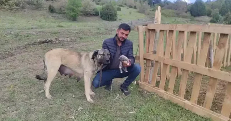 İt maşından sallandı Sahibi təhqir edildi