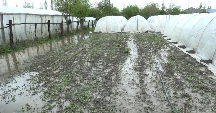 Неблагоприятная погода нанесла аграрному сектору Азербайджана ущерб в 13 млн манатов