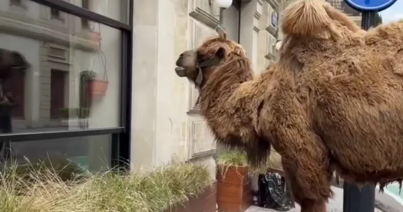 На площади фонтанов заметили верблюда ВИДЕО
