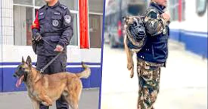 Çin öz polis itlərinin çatışmazlığı ilə üzləşir...