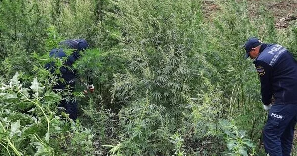 Narkotik bitki yetişdirən 4 nəfər saxlanıldı KONKRET