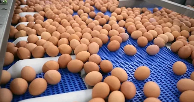 В США отзывают 1,7 млн упаковок яиц из за риска сальмонеллы