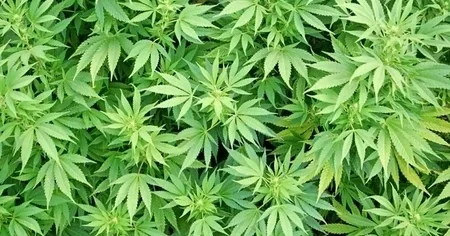 В Сабирабадском районе задержаны четверо подозреваемых в выращивании конопли
