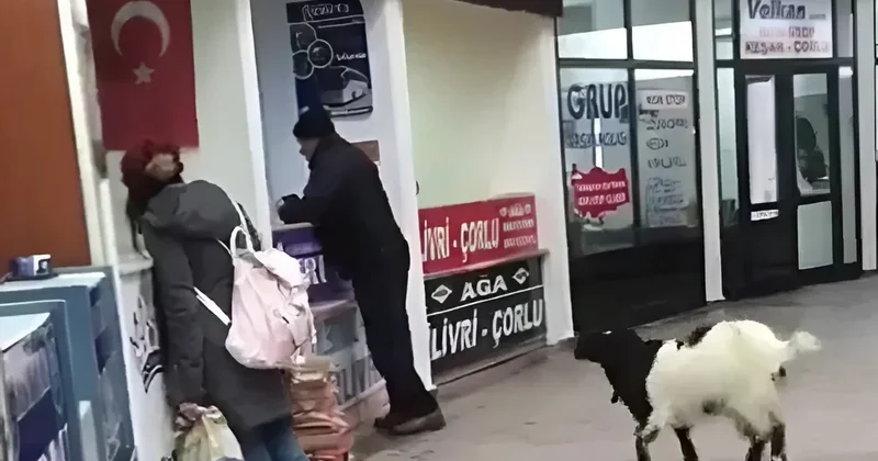Türkiyədə maraqlı hadisə: Avtovağzala girən keçi kassadan pulları götürüb getdi