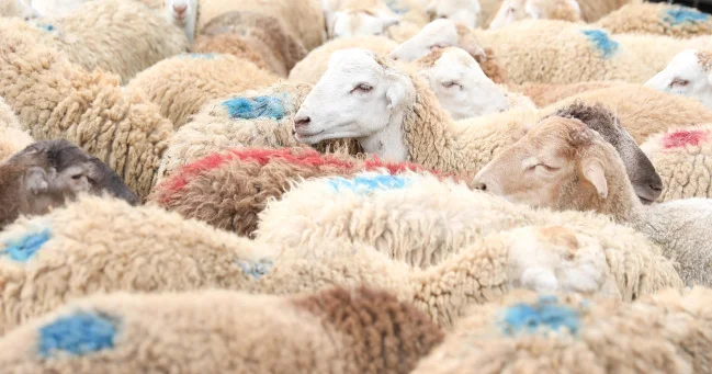 İsmayıl qurbanı mütləq heyvan olaraq alınmalır Qafqaz Müsəlmanları İdarəsi