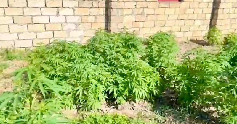 Çətənə kolları yetişdirməkdə şübhəli bilinən 4 nəfər həbs olunub