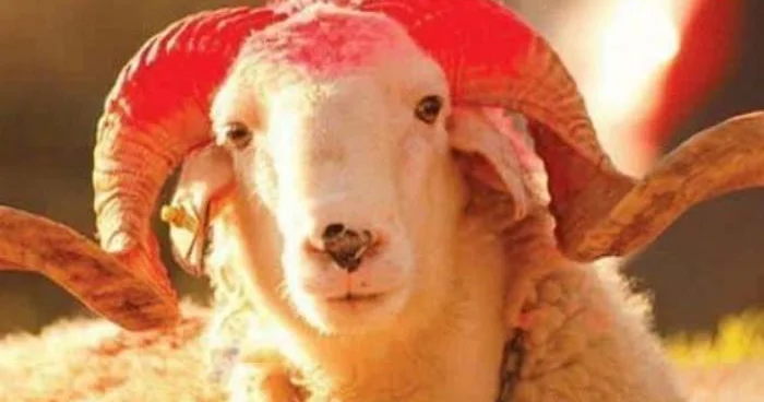 “Qurban Bayramı sadəcə bir ənənə deyil, Allaha yaxınlaşma və cəmiyyətlə mənəvi bağların möhkəmləndirilməsi üçün bir fürsətdir”