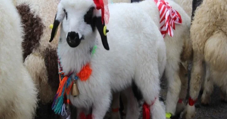 Qurban bayramında 14 mindən çox adam yaralandı