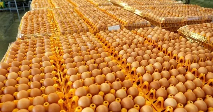 İllərlə yumurta oğurladı: quşçuluq fermasına 22 min ziyan vurdu