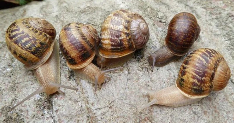 Bağçaların baş bəlası olan ilbizlərə qarşı təbii həll yolu