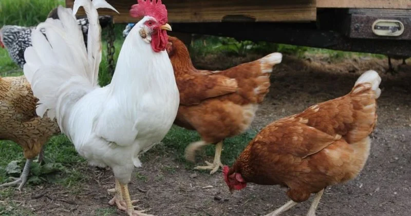Çoxlarının bilmədiyi həqiqət: Toyuqlar uçmaq qabiliyyətini necə itirdi?