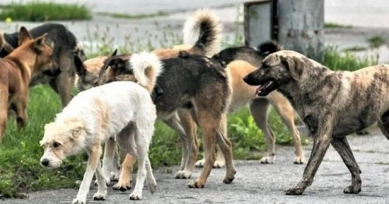 Küçədə itlərin hücumundan necə qorunmaq olar?
