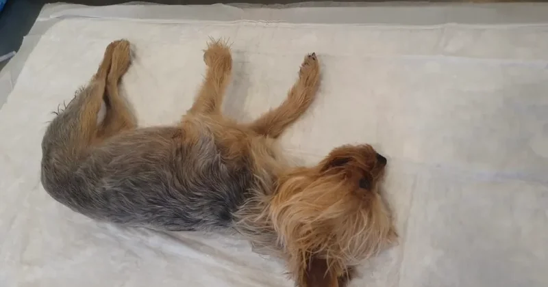 PetMall klinikasında baytar iti öldürüb?