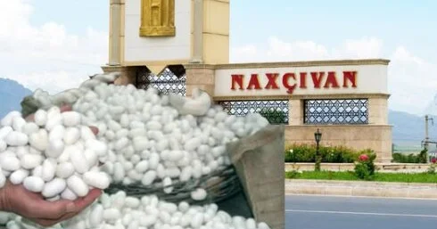 Naxçıvanda barama yeyinti si...