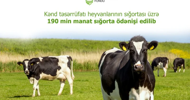 Kənd təsərrüfatı heyvanlarının sığortası üzrə 190 min manat sığorta ödənişi edilib
