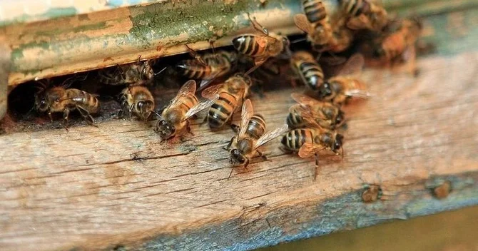 Fransada arı hücumu nəticəsində 20 dən çox insan yaralanıb