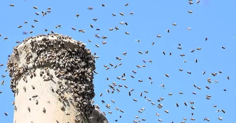 Arılar 20 dən çox şəxsə hücum etdi: 3 nün vəziyyəti ağırdır