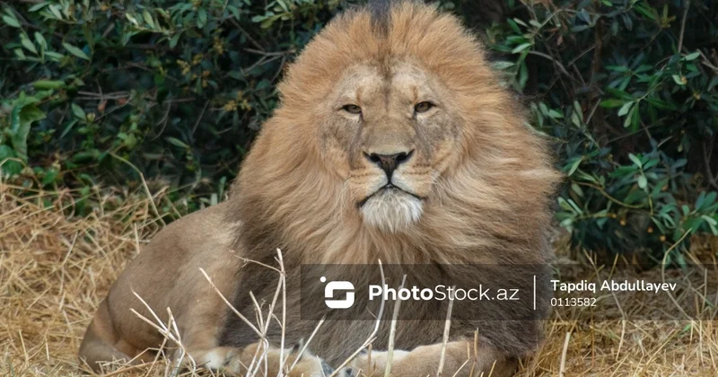 Avstraliyada zooparkda DƏHŞƏT: Şir qadının qolunu qopardı