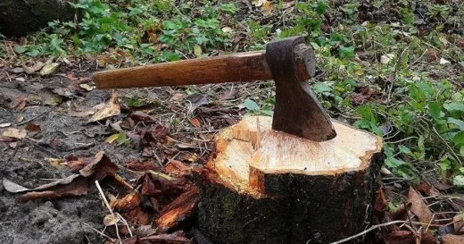 Ağac kəsdilər, cinayət işi açıldı Xal Xalda qalmaqallı olay