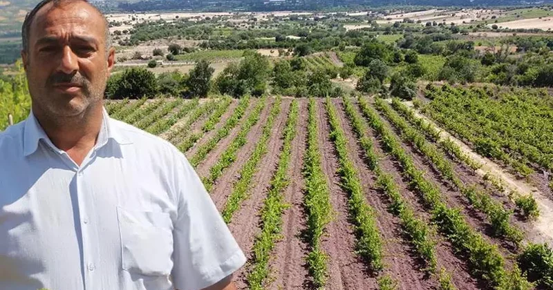 1 ton tənək yarpağı oğurlanıb: Gecə gündüz növbə tutulur
