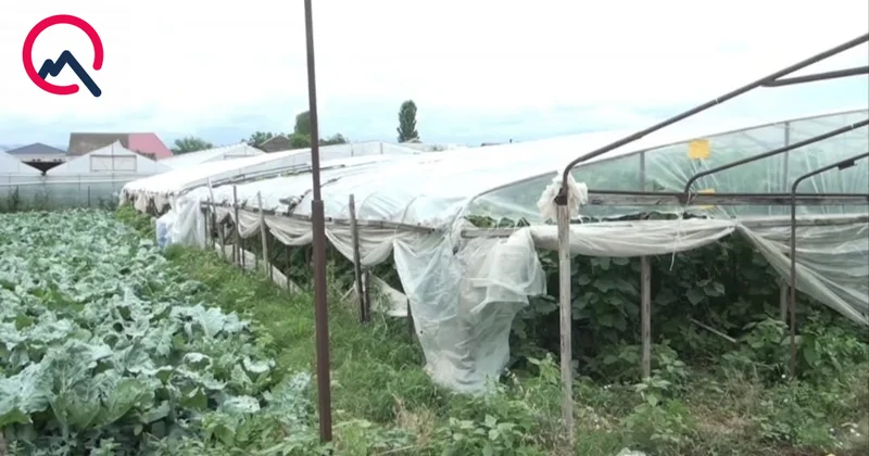 Heyvanları ildırım vurdu, istixanaları külək dağıtdı Fotolar