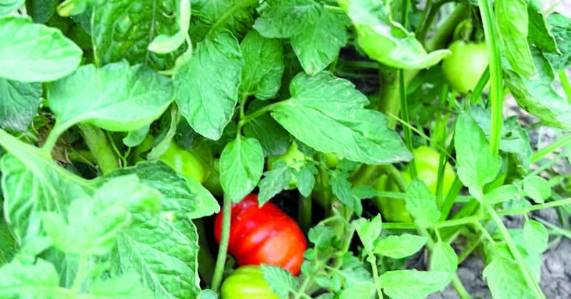 Ağalıda “ağıllı kənd” məşğulluğu